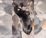 Puppy Black and tan Cane Corso
