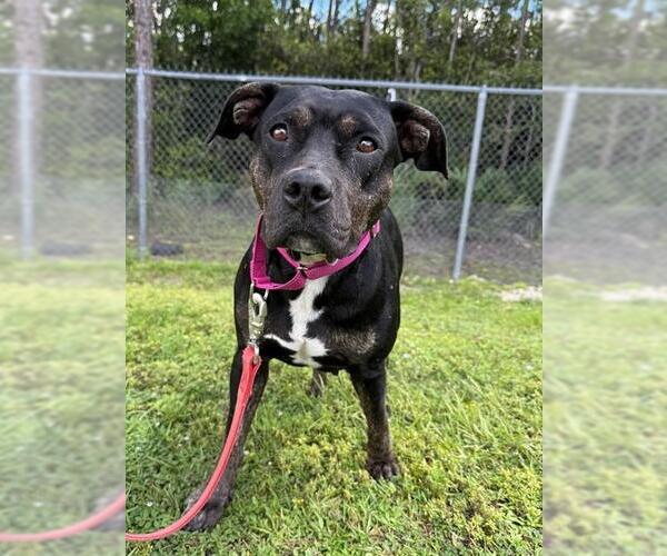 Medium Photo #1 Staffordshire Bull Terrier-Unknown Mix Puppy For Sale in Naples, FL, USA