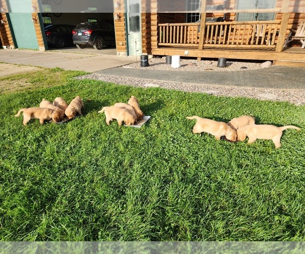 Medium Photo #12 Golden Retriever Puppy For Sale in DAKOTA, MN, USA