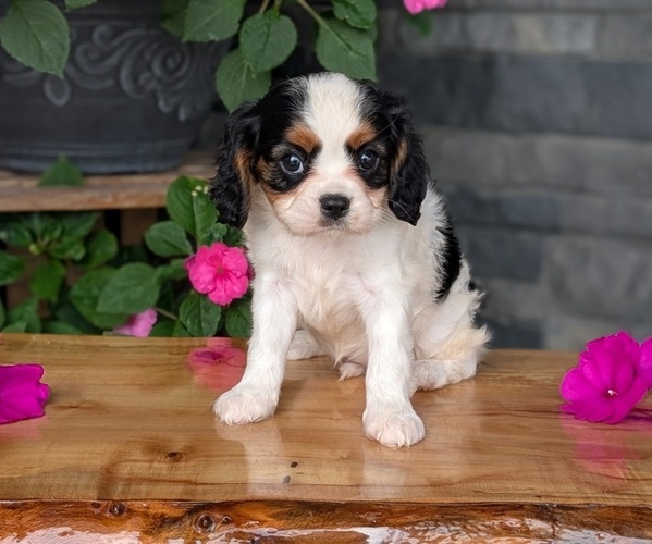 Medium Photo #10 Cavalier King Charles Spaniel Puppy For Sale in GOSHEN, IN, USA