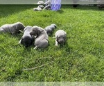 Small Photo #3 Weimaraner Puppy For Sale in LIBBY, MT, USA