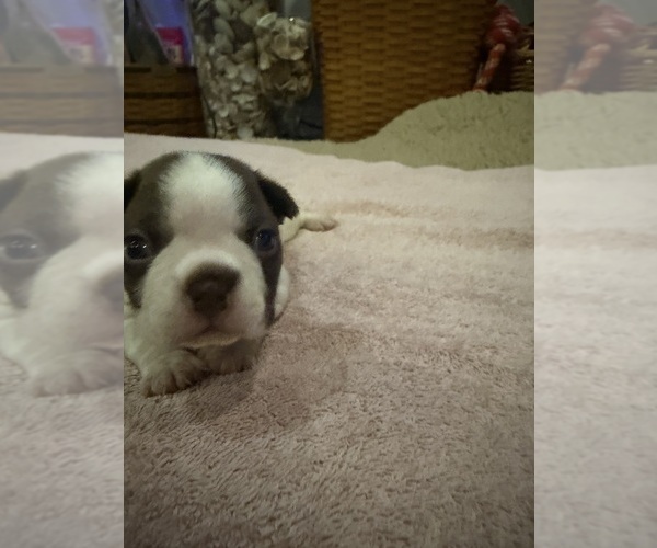Medium Photo #2 Boston Terrier Puppy For Sale in FREDONIA, KS, USA