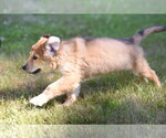 Small #5 Golden Retriever Mix