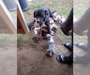 Bullboxer Pit Puppy for Sale in ALBERTVILLE, Alabama USA