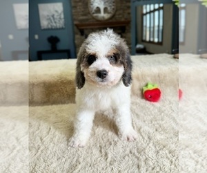 Bernedoodle (Miniature) Puppy for sale in GREENFIELD, IN, USA