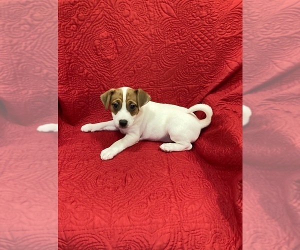 Medium Photo #1 Jack Russell Terrier Puppy For Sale in MANSFIELD, TX, USA