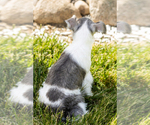 Small #4 Schnauzer (Miniature)