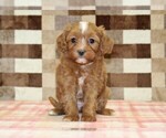 Image preview for Ad Listing. Nickname: Indy