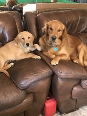 Golden Retriever Puppy for sale in CRANSTON, RI, USA