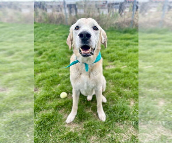 Medium Photo #4 Mutt Puppy For Sale in Salt Lake City, UT, USA