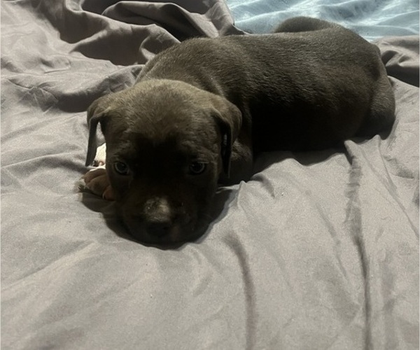 Medium Photo #10 American Bully Puppy For Sale in BUFFALO, NY, USA