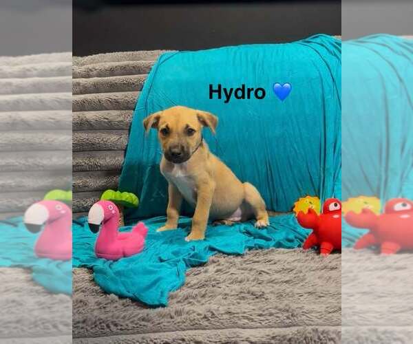 Medium Photo #1 Mutt Puppy For Sale in Turlock, CA, USA