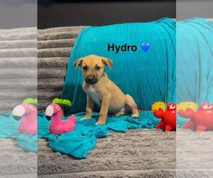 Mutt Dogs for adoption in Turlock, CA, USA