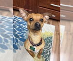 Small #5 Chihuahua Mix