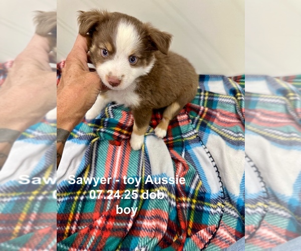 Medium Photo #1 Miniature Australian Shepherd Puppy For Sale in EXETER, MO, USA