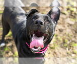 Small #9 German Shepherd Dog Mix