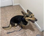 Small #1 Pembroke Welsh Corgi Mix