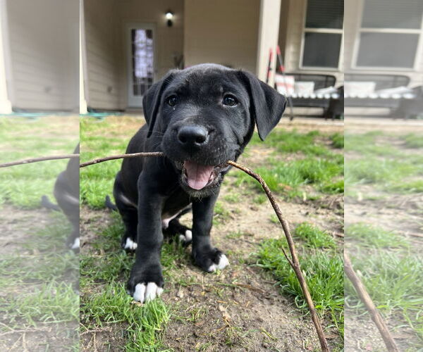 Medium Photo #5 Labrador Retriever-Unknown Mix Puppy For Sale in Cary, NC, USA