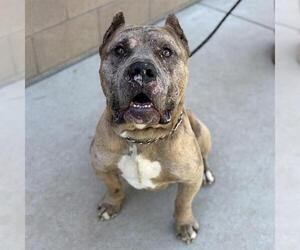 Mutt Dogs for adoption in Modesto, CA, USA