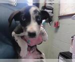 Small Catahoula Leopard Dog Mix