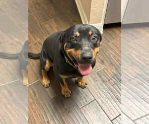 Reggie - Male Rottweiler Dog for Adoption - Photo #4