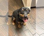Small #3 Rottweiler