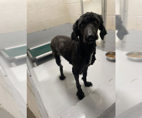 Medium Photo #1 Poodle (Standard) Puppy For Sale in Augusta, GA, USA