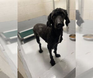 Poodle (Standard) Dogs for adoption in Augusta, GA, USA