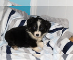 Small Photo #1 Miniature Australian Shepherd Puppy For Sale in KOPPERL, TX, USA