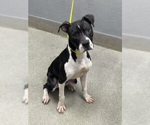 Mutt Dogs for adoption in Las Vegas, NV, USA