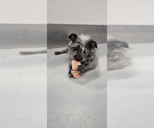 Medium Photo #4 Mutt Puppy For Sale in Studio City, CA, USA