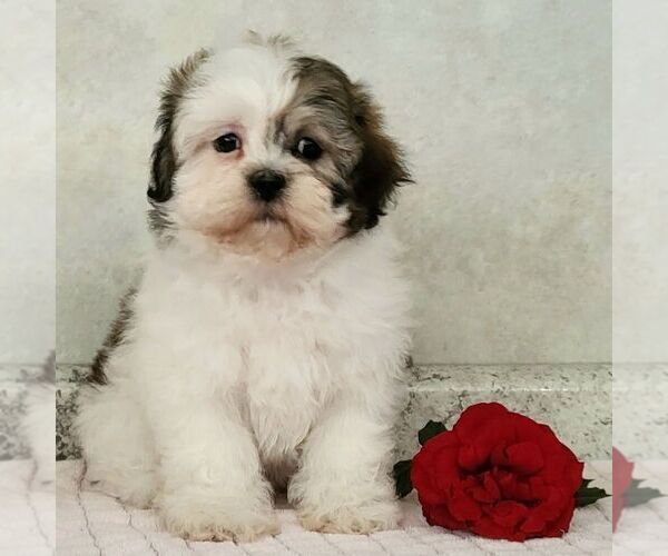 Medium Photo #1 Zuchon Puppy For Sale in ARTHUR, IL, USA