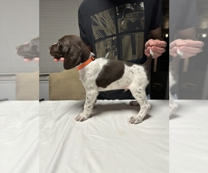 German Shorthaired Pointer Puppy for Sale in KERRVILLE, Texas USA