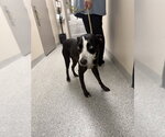 Small Pointer Mix