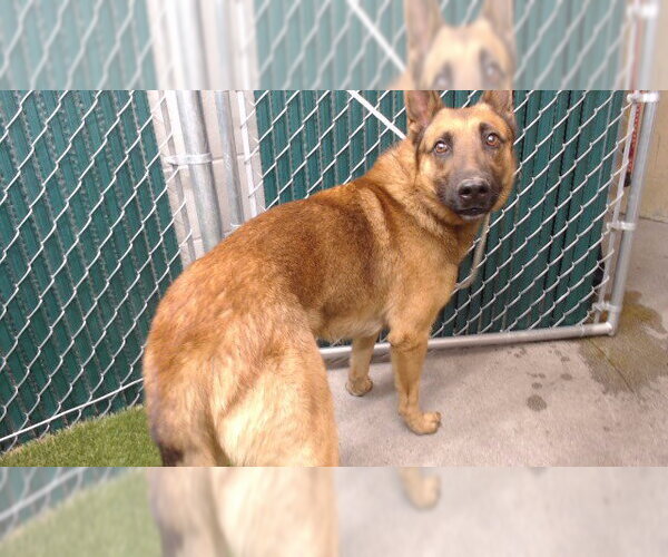 Medium Photo #1 Mutt Puppy For Sale in Downey, CA, USA