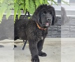Small #4 Newfoundland