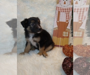 Australian Shepherd Puppy for sale in INDIANAPOLIS, IN, USA