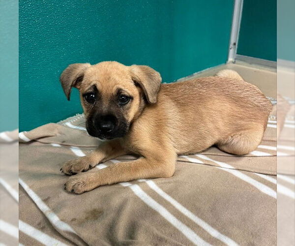 Medium Photo #1 German Shepherd Dog-Unknown Mix Puppy For Sale in Oklahoma City, OK, USA