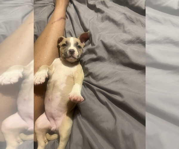 Medium Photo #39 American Bully Puppy For Sale in BUFFALO, NY, USA