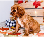 Small #3 Cavalier King Charles Spaniel