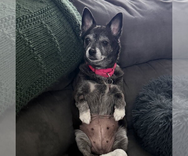 Medium Photo #6 Chihuahua-Unknown Mix Puppy For Sale in Fargo, ND, USA