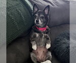 Small #5 Chihuahua Mix