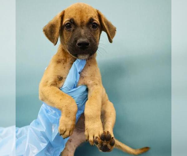 Medium Photo #1 American Staffordshire Terrier Puppy For Sale in San Antonio, TX, USA
