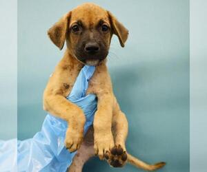 American Staffordshire Terrier Dogs for adoption in San Antonio, TX, USA