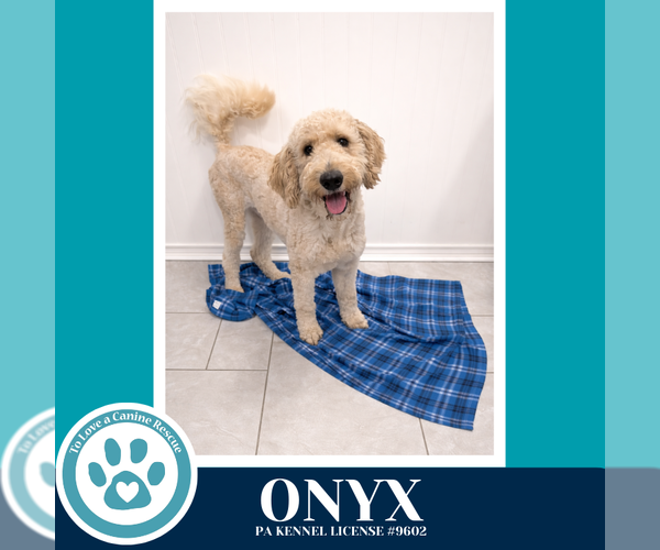 Medium Photo #1 Goldendoodle Puppy For Sale in Kimberton, PA, USA