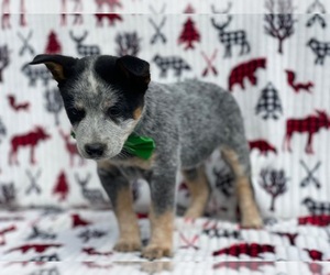 Australian Cattle Dog Puppy for sale in LANCASTER, PA, USA