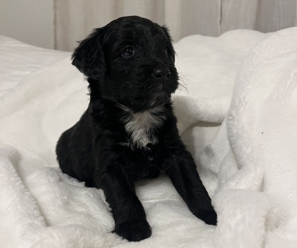 Medium Photo #4 Aussiedoodle Miniature  Puppy For Sale in KINGSPORT, TN, USA