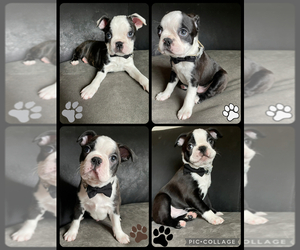 Boston Terrier Puppy for sale in ABILENE, TX, USA