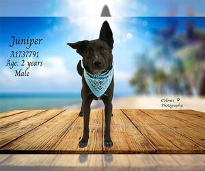 Mutt Dogs for adoption in Riverside, CA, USA