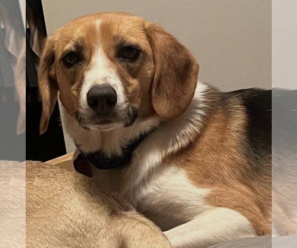 Medium Photo #1 Beagle-Unknown Mix Puppy For Sale in Conway, AR, USA